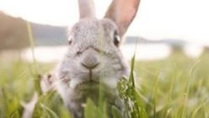 Rabbit in gras